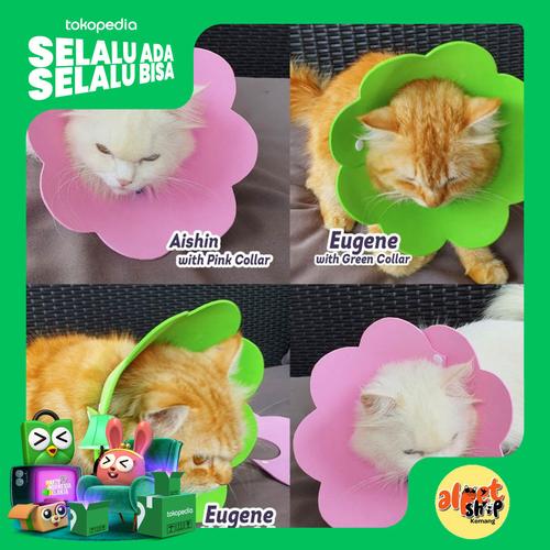 Gambar PET CONE BUNGA COLLAR LEHER PELINDUNG LUKA KUCING PELINDUNG LEHER - size S dari AL Petshop Kemang Jakarta Timur Tokopedia