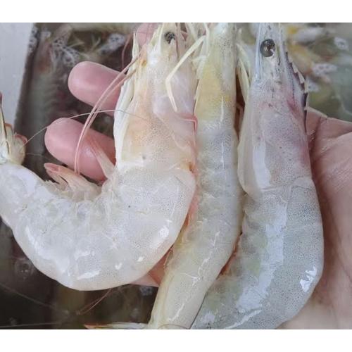Jual Udang Laut Besar Sz 50 Jakarta Utara Frozen Fish Andi Tokopedia
