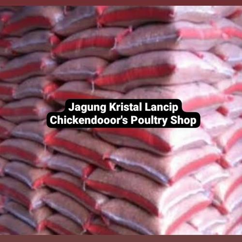 78 Gambar Bebek Ayam Burung Dara Gratis Terbaik