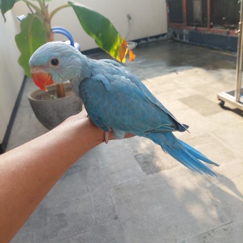 Jual burung indian ring neck blue lolohan Jakarta Selatan