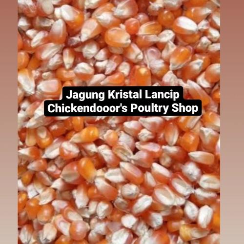 78 Gambar Bebek Ayam Burung Dara Gratis Terbaik