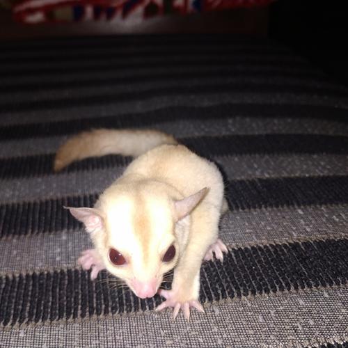 Jual Sugar Glider Creamino Joey Jantan Jakarta Barat MES_TA Tokopedia
