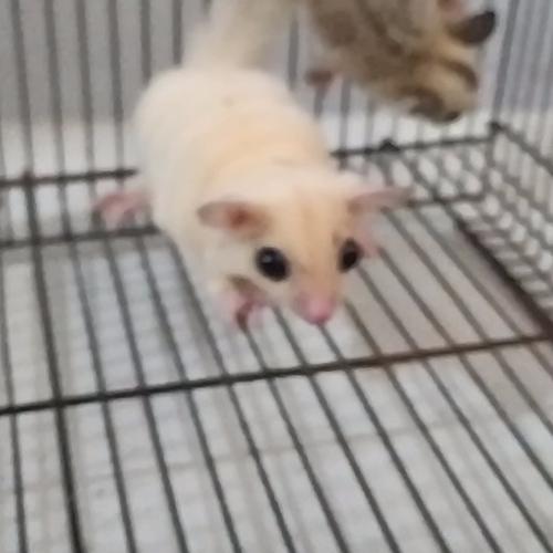 Jual sugar glider platinum dan leucistic spasang Jakarta Barat