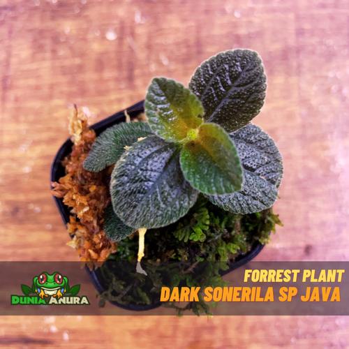 Gambar Tanaman VIvarium Dark Sonerila sp Java dari Dunia Anura Jakarta Barat Tokopedia