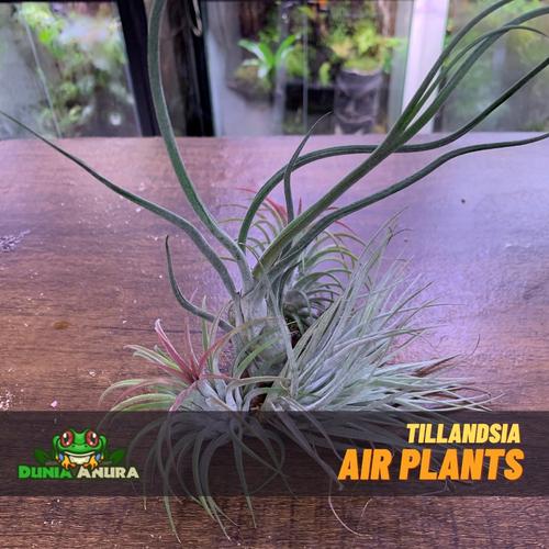 Gambar Tanaman Vivarium Tillandsia - Air plant - Ionantha Rubra dari Dunia Anura Jakarta Barat Tokopedia