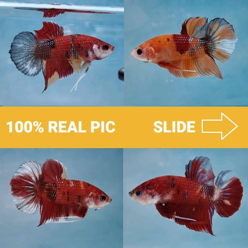 Gambar Ikan Cupang Multicolor Koi Nemo Cupang premium plakat betta dari Charu Toys Jakarta Utara Tokopedia
