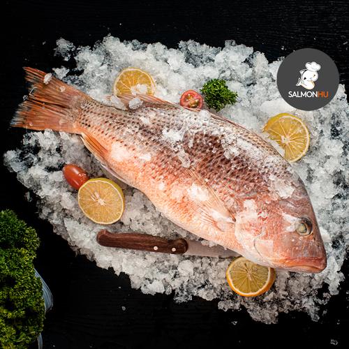 Gambar Ikan Jenaha / Jenahak / Snapper SEGAR Size 1 sd 1,5kg per Ekor dari Salmon Hu Jakarta Jakarta Utara Tokopedia