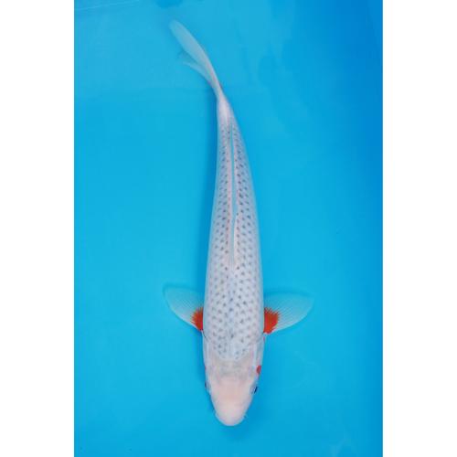 high quality koi fish