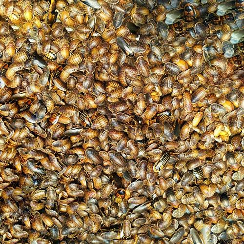 Jual Dubia Roach size 11.5cm Jakarta Barat Sarang Dubia Tokopedia