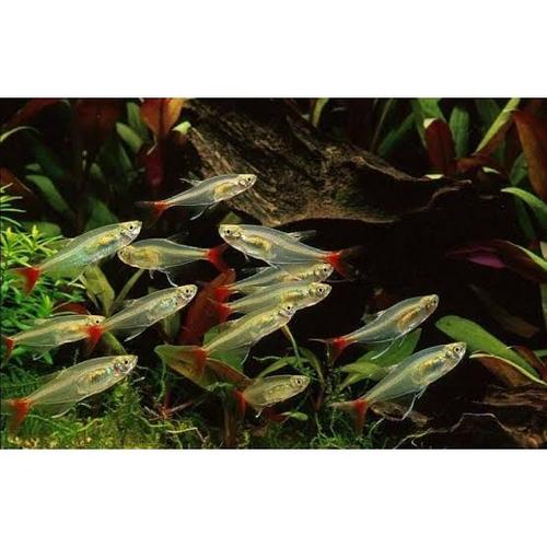 Jual Glassfin Glassfish Ikan Hias Aquascape Jakarta Timur Azzahraquatic Tokopedia