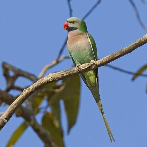 Jual burung betsum betet sumatra - Jakarta Barat - worldanimal12 | Tokopedia
