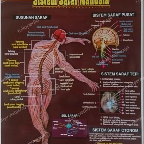 Jual poster sistem saraf manusia // carta saraf manusia - Kota Bekasi