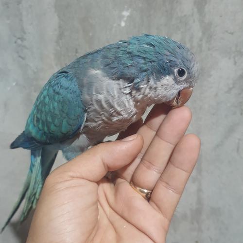Jual blue monk parakeet umur talking Kota Surabaya