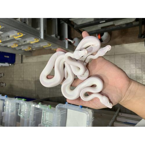 Ball Python Putih Jual ball python putih/ ball phyton lucy / ball python lucy - Kab ...