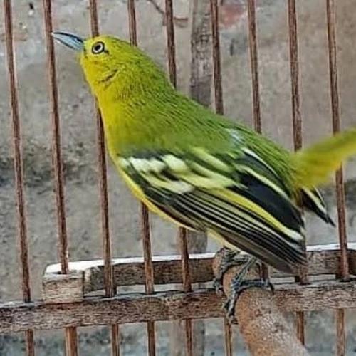 Harga Burung Cipoh Jual burung cipoh cipow - Jakarta Selatan - BERKAH REJEKI10 | Tokopedia
