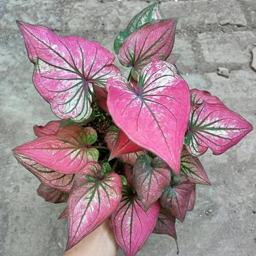 Jual caladium infinity - Kota Metro - RE-PLANTS | Tokopedia