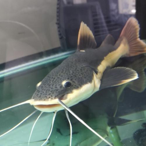 Jual Red Tail Catfish/RTC size JUMBO - -+30cm - Jakarta Timur - Toko ...