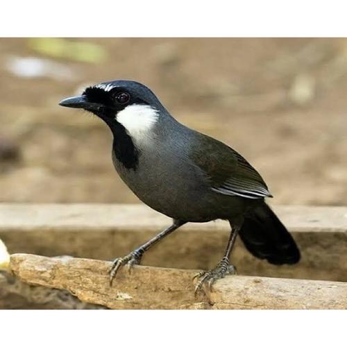 Jual BURUNG POKSAY HONGKONG GACOR - Jakarta Timur - Kios ipung bird shop | Tokopedia