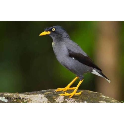 Jual BURUNG JALAK KEBO - Jakarta Timur - Kios ipung bird shop | Tokopedia