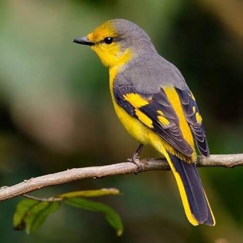 Jual BURUNG MANTENAN KUNING - Jakarta Timur - Kios ipung bird shop | Tokopedia
