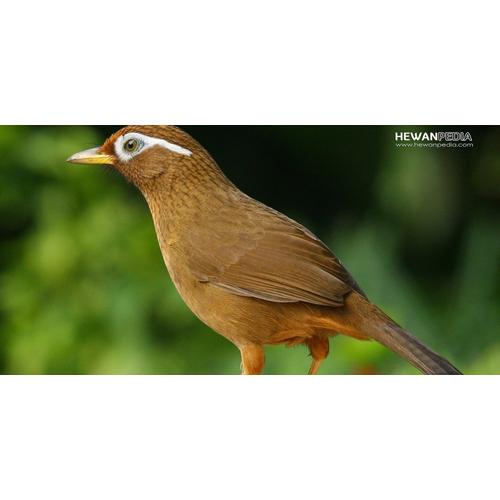 Harga Burung Wambi Jual Burung Wambi Jantan Voer Murah Meriah Body Big - Jakarta Selatan - SangkarMurahMeriah | Tokopedia