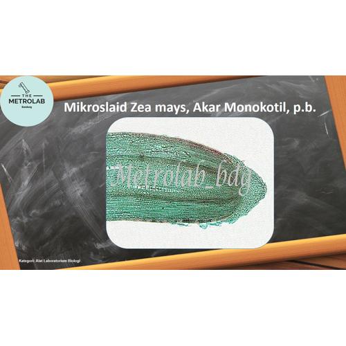 Jual Mikroslaid Preparat Jagung Zea mays Akar Monokotil, p.b