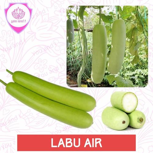 Promo Benih LABU AIR [isi-4] Sayur Ruma F1 - Kab. Purwakarta - You and ...