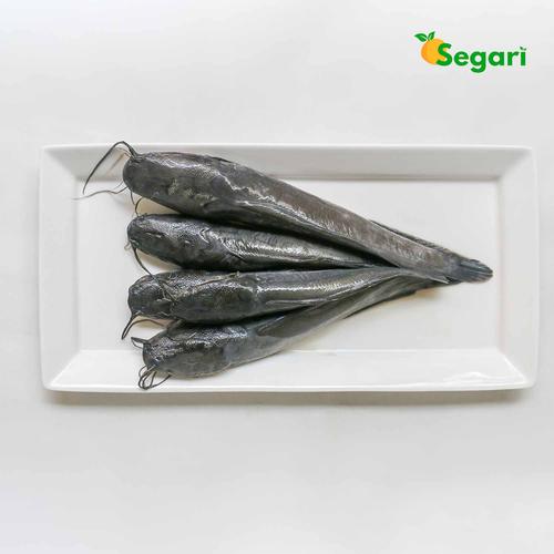 Gambar Ikan Lele dari Segari Kota Tangerang Selatan Tokopedia