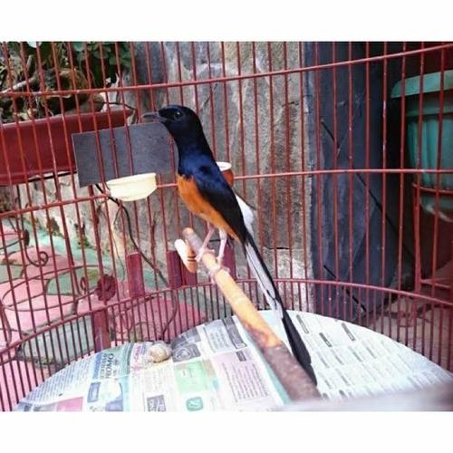 Jual Murai Batu Trah Ekor Panjang 19 cm Rawatan prospek jaminan jantan - 17cm - Jakarta Barat - Tosix94bird specialist | Tokopedia