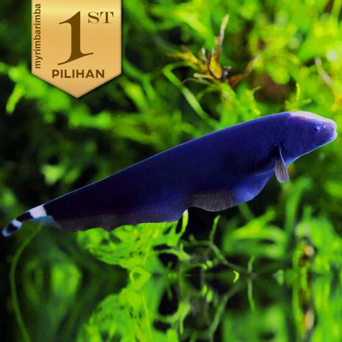 Jual Black Ghost Ikan Hias Bulu Ayam Aquascape Hiasan Aquarium Tanaman ...
