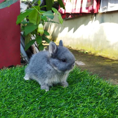 Perawatan yang Tepat untuk Netherland Dwarf