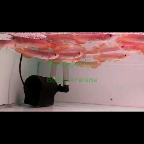 Jual Ikan anakan Arwana Super Red Spesial Sortiran - Jakarta Barat