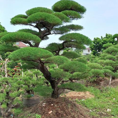 Jual tanaman bonsai cemara udang - Kab. Bogor - aliyahgardenia | Tokopedia