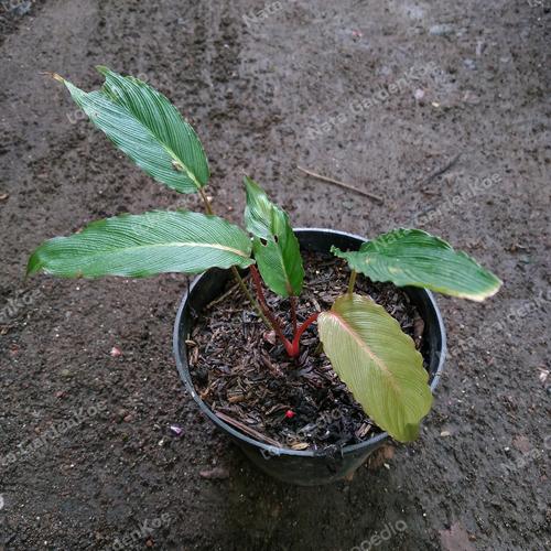 Homalomena sp. Papua Barat【LA0021-05z】 タグ付き】Homalomena sp. Papua Barat