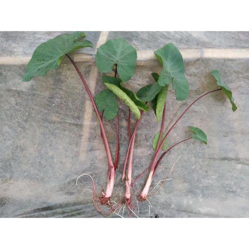 Jual Bibit Talas bogor jenis paloma/Ketan merah/talas ungu Kab. Bogor