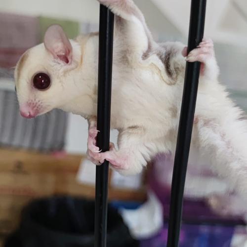 Jual SUGAR GLIDER CREAMINO Kab. Bandung Gioardan Tokopedia