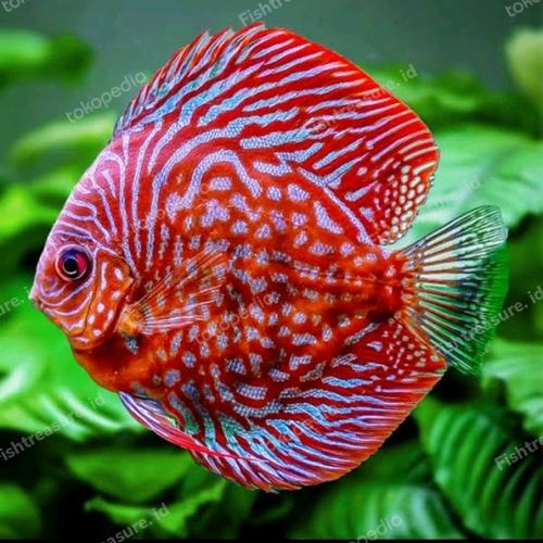 Jual ikan hias Discus Red Snakeskin Mulai Ukuran 1 cm ( - Kota Depok ...