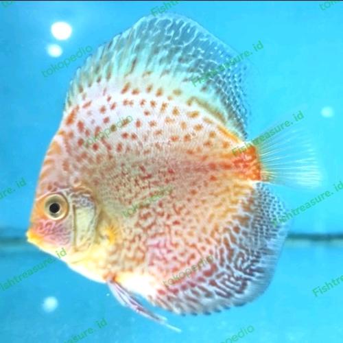 Jual Discus Stardust White Snake Mulai Ukuran 1 cm ( - 1 cm - Kota