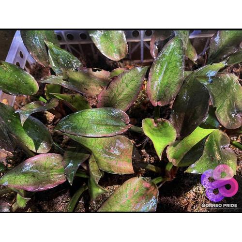 Cryptocoryne Silver Queen(特選)【R0620-01S】 [Aquatic Plant