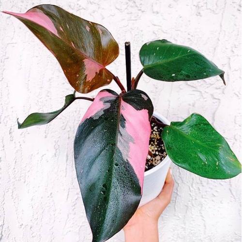 Jual Philodendron Pink Princess Original / Philo Pink Princes - 6 Daun ...