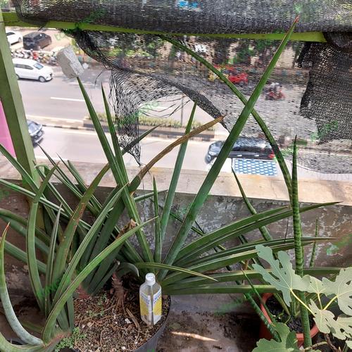 Jual SANSE / SANSEVIERIA ROBUSTA 14112022 Kota Tangerang Selatan