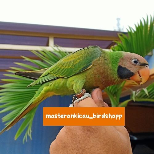 Jual burung Betet Jawa hijau mewah Jakarta Timur masterankicau