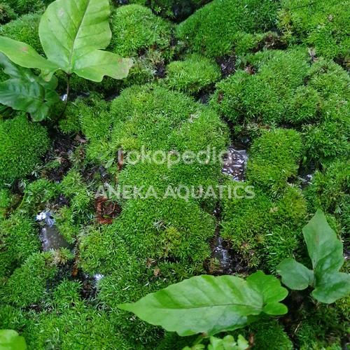 Jual Moss Mutiara Pearl Moss Darat Paludarium Terrarium Vivarium