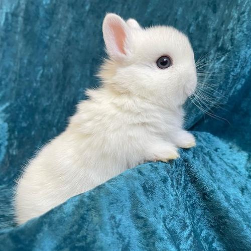 Jual Kelinci Mini Netherland Dwarf BEW Junior Kota Bekasi Ardian 