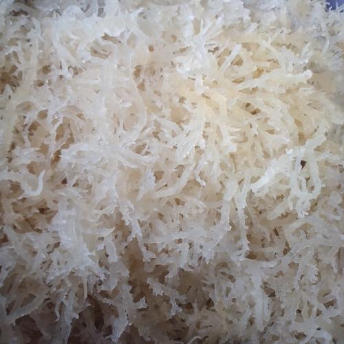 Sample Rumput Laut Jual rumput Laut segar 1kg/rumput laut basah/nori/rumput laut/agar laut ...