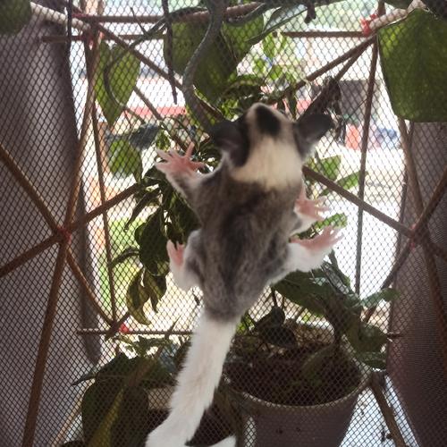 Jual sugar glider mozaik Kab. Bandung dubia31cimenyan Tokopedia