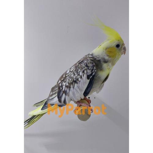 Lutino Cockatiel Price In Pakistan Buy Yellow Cockatiel Bird Pair