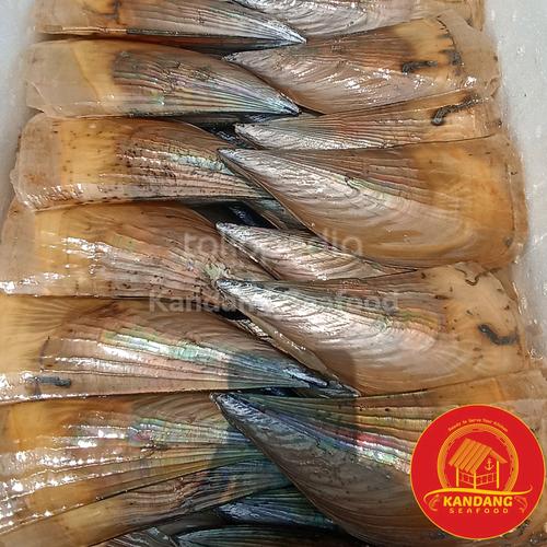 Jual KERANG KAMPAK JUMBO SCALLOP LIVE SEAFOOD Per Pcs. Besar