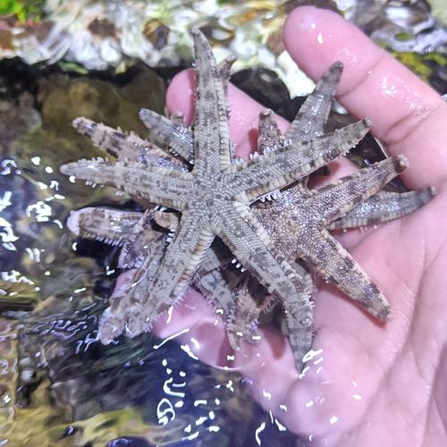 Jual bintang pasir cleaning crew aquarium laut Jakarta Selatan