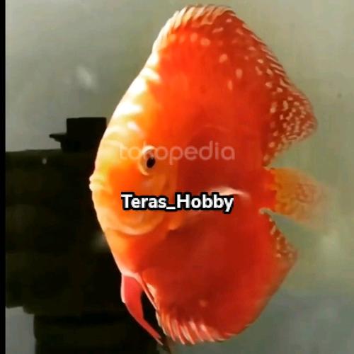 Jual Discus Red Ribbon 1,2,3